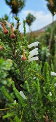 Erica perspicua
