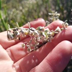 Eriocephalus racemosus