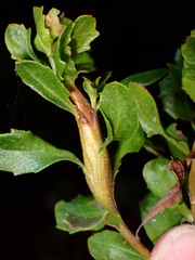 Gnorimoschema baccharisella