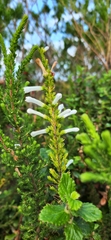 Erica perspicua