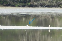 Anarhynchus frontalis