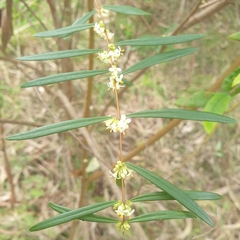 Pimelea axiflora axiflora