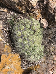 Mammillaria compressa compressa