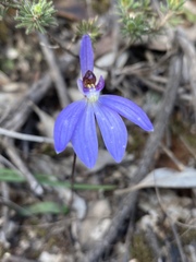 Cyanicula caerulea