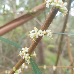Pimelea axiflora axiflora