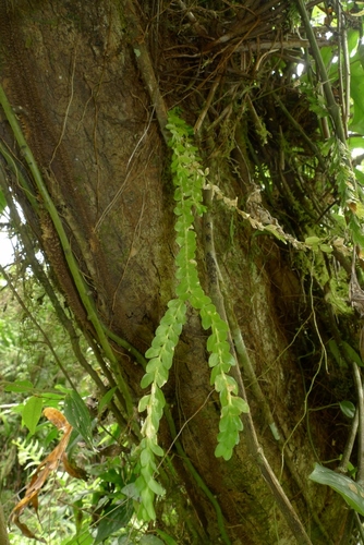 Vanuatu flat tassel-fern (Phlegmariurus vanuatuensis)