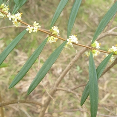 Pimelea axiflora axiflora