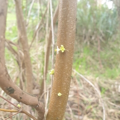 Pimelea axiflora axiflora
