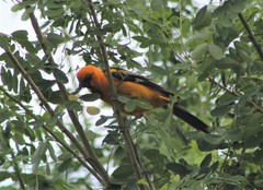 Icterus gularis
