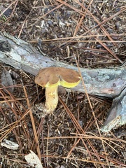 Aureoboletus auriporus