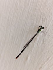 Agriocnemis pygmaea