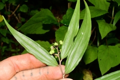 Maianthemum scilloideum