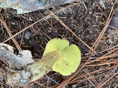 Aureoboletus auriporus