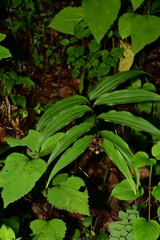 Maianthemum scilloideum