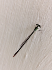 Agriocnemis pygmaea