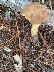 Aureoboletus auriporus