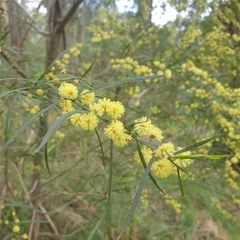 Acacia stricta