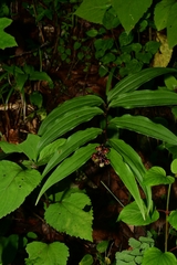 Maianthemum scilloideum