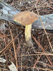 Aureoboletus auriporus