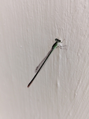 Agriocnemis pygmaea