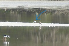 Anarhynchus frontalis