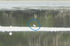 Anarhynchus frontalis