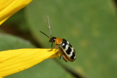 Paranapiacaba tricincta