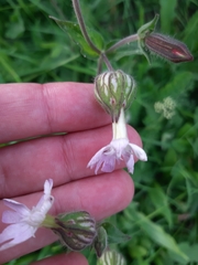Silene × hampeana