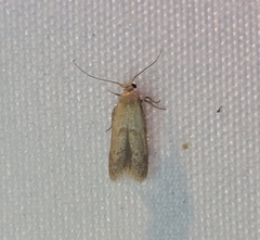 Pigritia