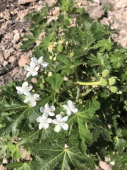 Cnidoscolus multilobus