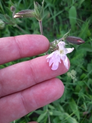 Silene × hampeana