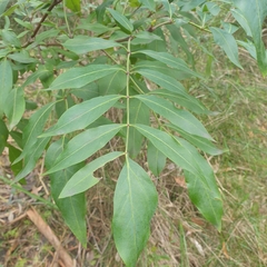 Polyscias sambucifolia