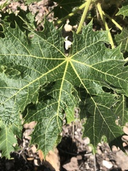 Cnidoscolus multilobus