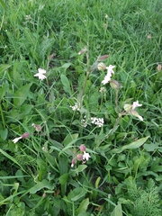Silene × hampeana