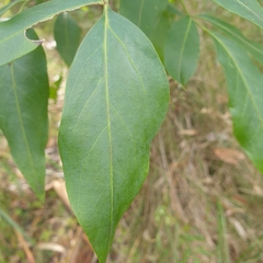 Polyscias sambucifolia