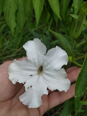 Escobedia grandiflora