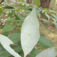 Polyscias sambucifolia