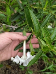 Escobedia grandiflora