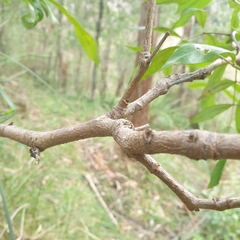 Polyscias sambucifolia