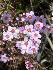 Euryomyrtus ramosissima