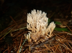 Ramariopsis kunzei