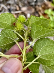 Triumfetta procumbens