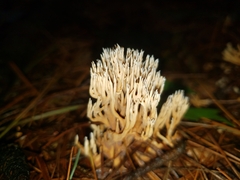 Ramariopsis kunzei
