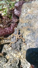 Amphiodia occidentalis