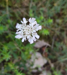Scabiosa praemontana