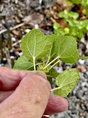 Triumfetta procumbens