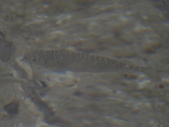 Siganus spinus