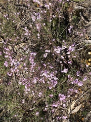 Euryomyrtus ramosissima