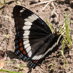 Limenitis arthemis rubrofasciata