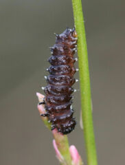 Galerucella nymphaeae